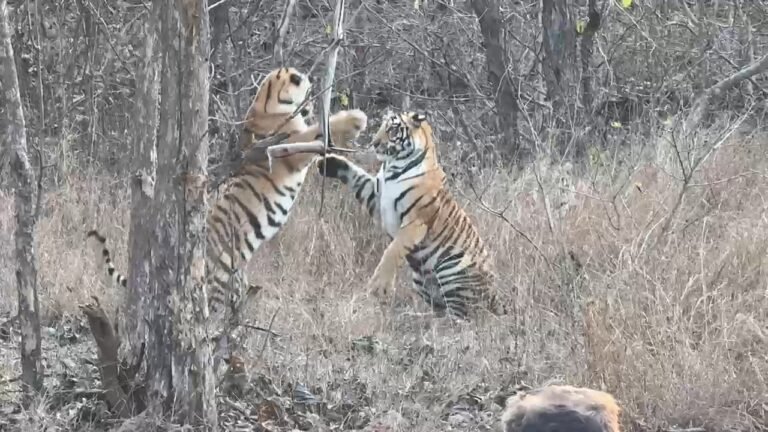 पन्ना टाइगर रिज़र्व से बाघिन पी-151 के वयस्क शावकों का अटखेलियाँ करते वीडियो हुआ वायरल, पर्यटकों ने इस रोमांचित नजारे को किया केमरें में किया क़ैद।