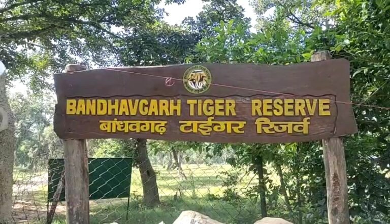 बांधवगढ़ टाइगर रिजर्व अंतर्गत जंगली हाथी के हमले से वृद्ध महिला समेत दो घायल।
