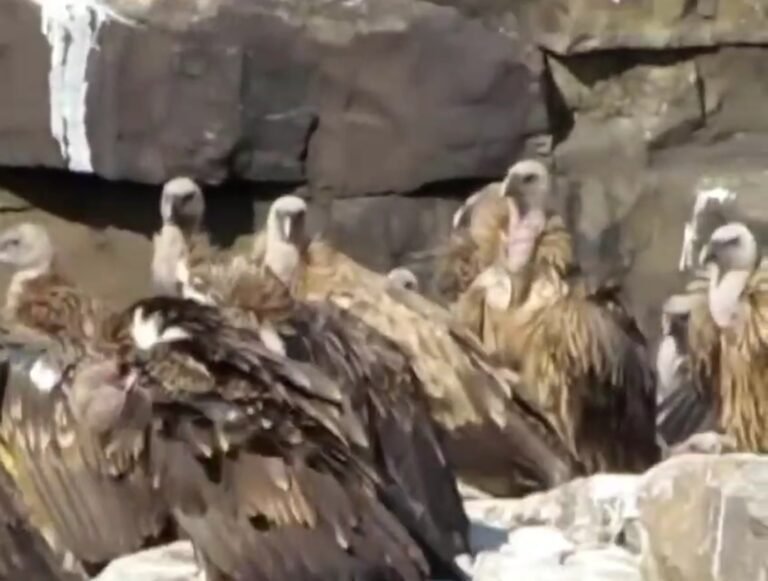 वन परिक्षेत्र पवई में पहले चरण की गिद्धों की गणना हुई संपन्न, लगभग 500 से अधिक सात प्रजातियों के गिद्धों की हुई गणना