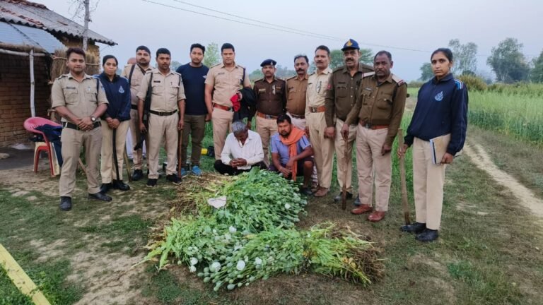गेंहू और प्याज के बीच की जा रही थी अफीम की खेती, रीवा पुलिस ने 20 लाख की अफीम पकड़ी।
