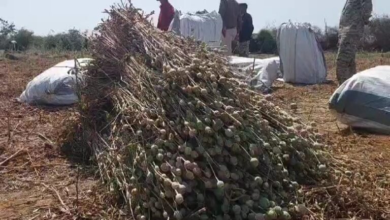 35 हजार स्क्वायर फीट क्षेत्रफल के खेत से करीब ढाई लाख से ज्यादा अफीम के पौधे 51 कुंटल किये जप्त
