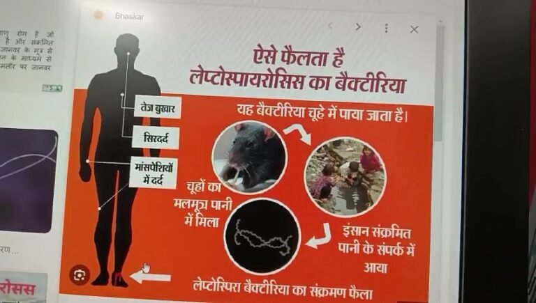 मध्यप्रदेश में लेप्टोस्पाइरोसिस बीमारी तेजी पर सावधान! जाने कैसे फैलती है बीमारी।