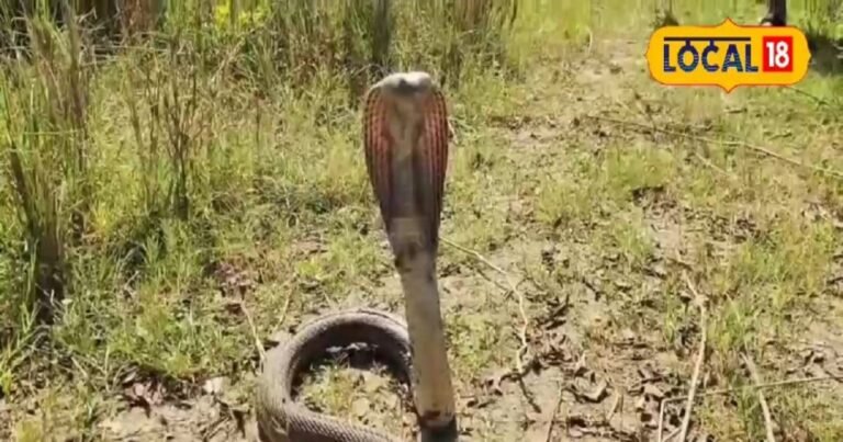 encounter-a-snake-don’t-afraid-follow-safety – News18 हिंदी