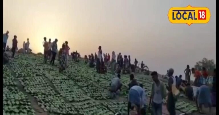 हरा सोना बेचकर मालामाल हो रहे ग्रामीण! कीमत बढ़ने से हुआ मुनाफा, बना आय का प्रमुख स्त्रोत