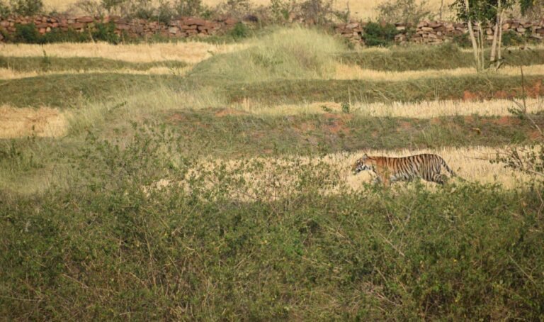 रिहायसी इलाके में पहुँचा बाघ खेत मे बैल का शिकार कर नाले में छिपा।