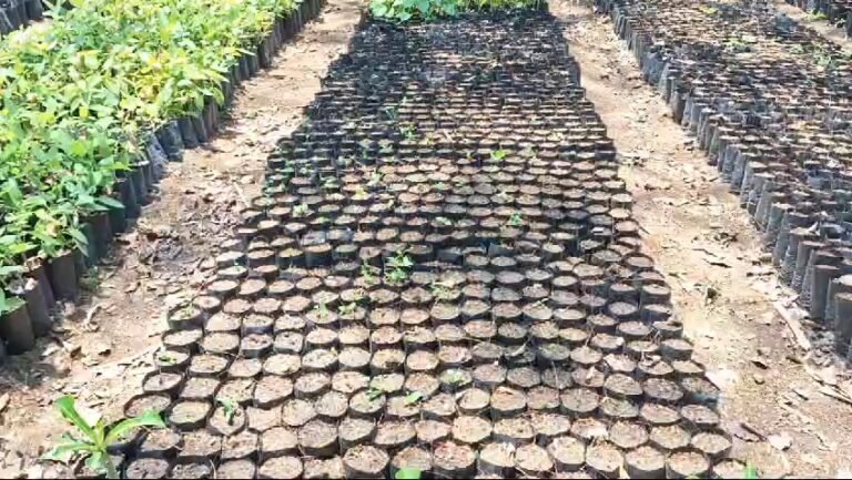 इंदौर में लाल चंदन के बीज बड़ी संख्या में रोपे गए डीएफओ ने दी जानकारी।