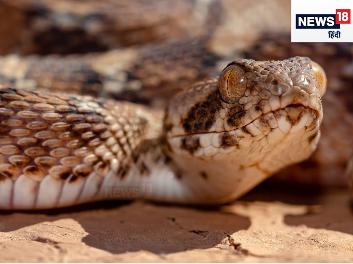 snake bite, vipers, viper bite