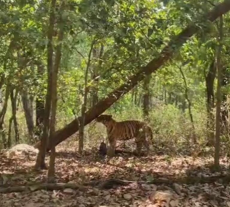 मजदूर पर तेंदुए ने किया हमला।