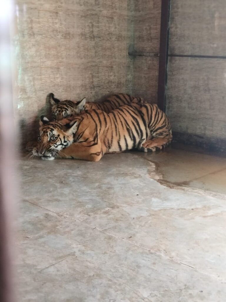 दो कुपोषित शावकों को कान्हा नेशनल पार्क लाए