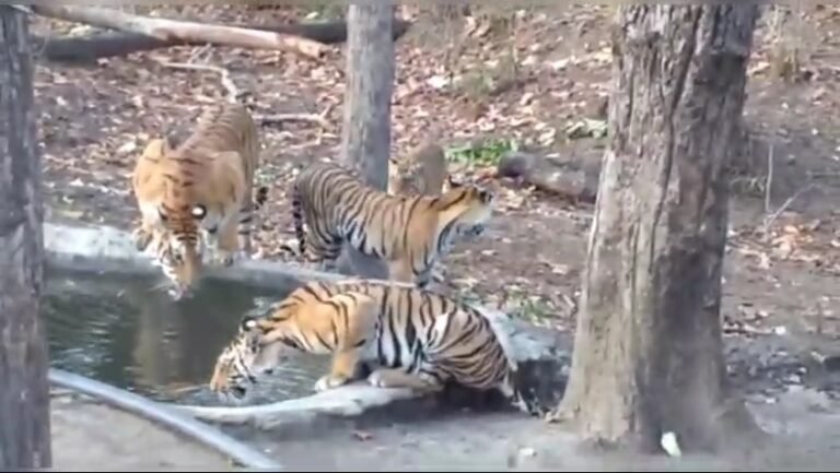 कान्हा नेशनल पार्क में  अटखेलियां करते बाघ एक बाघ और चार शावक पानी में नहाते हुए सोशल मीडिया पर विडियो वायरल।
