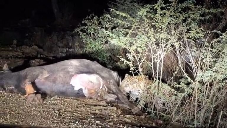 शहरी क्षेत्र में स्पॉट हुआ तेंदुआ : पहले शिकार की तलाश में घूमा फिर बाद में भैंस को निवाला बनाते कैमरे हुआ कैद।