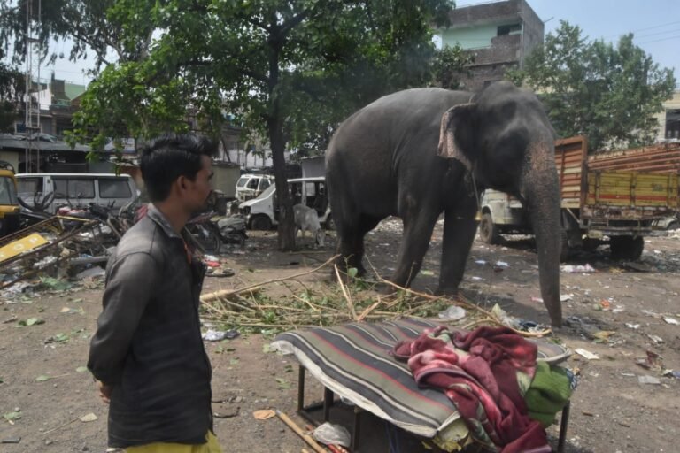 हाथी पर उसके महावत को मारने का आरोप
