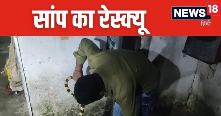 Bizarre News: सांप ने दूसरे सांप को निगला, घर के आंगन में देख ऐसा नजारा, उड़ गए लोगों के होश 