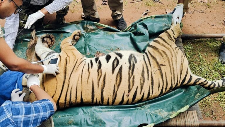 आदमखोर हो चुकी बाघिन टी 44 का हुआ सफल रेस्क्यू, मुकुंदपुर सफारी में रखी जाएगी बाघिन‌।