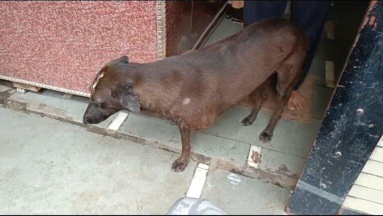 स्ट्रीट डॉग के साथ क्रूरता,डॉग का पैर काटा और टांके लगाकर छोड़ा…!