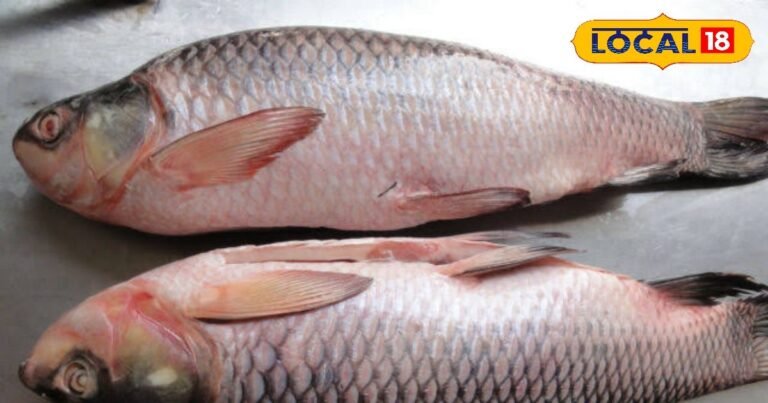 बरसात में मछली पालन कर आप भी हो सकते हैं मालामाल, जानें तरीका और सही चयन-You can also become rich by doing fish farming in the rainy season, know how fish farming is done