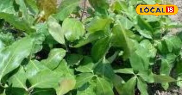 छत्तीसगढ़ का हरा सोना कहा जाता है तेंदूपत्ता, जानें कैसे होती हैं इसकी बिक्री