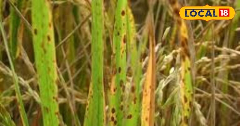 धान की फसल में सुरका रोग का कहर, किसानों की बढ़ी चिंता, कृषि अधिकारी से जानिए उपाय