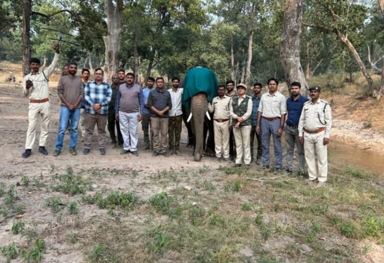 बांधवगढ़ में पहला प्रयोग जंगली हाथी को लगाया सेटेलाइट कॉलर