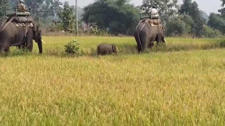 जंगली हाथी शावक का रेस्क्यू ऑपरेशन हुआ सफल 10 हाथियों की मौत के बाद अकेले भटकते डेढ़ वर्षीय हाथी शावक को वन विभाग की टीम ने चार हाथियों और 100 वनकर्मियों के मदद से किया रेस्क्यू