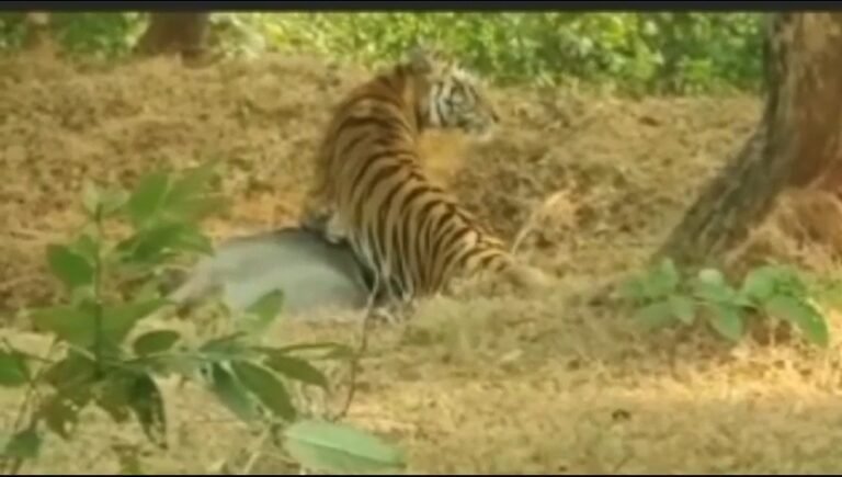 गाय का शिकार करते हुए बाघ का वीडियो वायरल