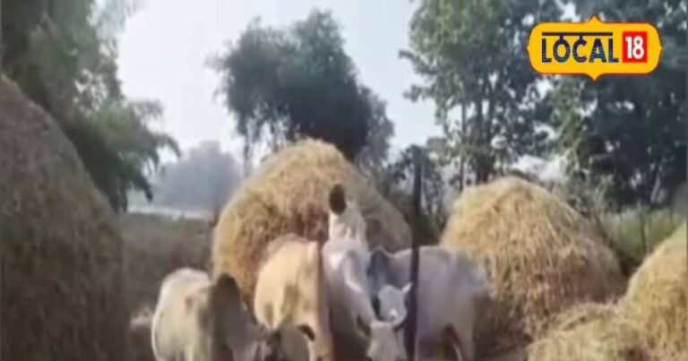 आज भी पुराने तरीके से खेती करते हैं ये किसान, जिंदा रखे हैं अपनी विरासत, बैल हल करते हैं उपयोग