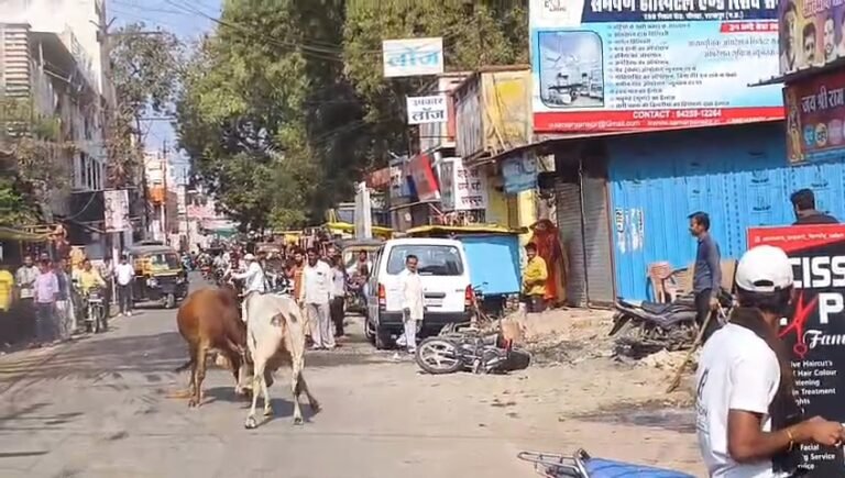 शाजापुर  नई सड़क पर दो सांडों  की लड़ाई कई वाहनों क्षतिग्रस्त।