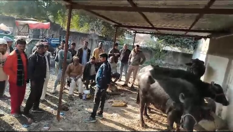 डोमपुरा गांव से चोरी गई चार भैंसों को पुलिस ने 19 दिन बाद घुरैया बसई के जंगल से किया बरामद।