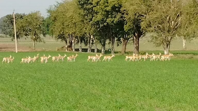 जंगली जानवरों ने अन्नदाता परेशान , फसलों को नुक़सान पहुंचा रहे जंगली जानवर