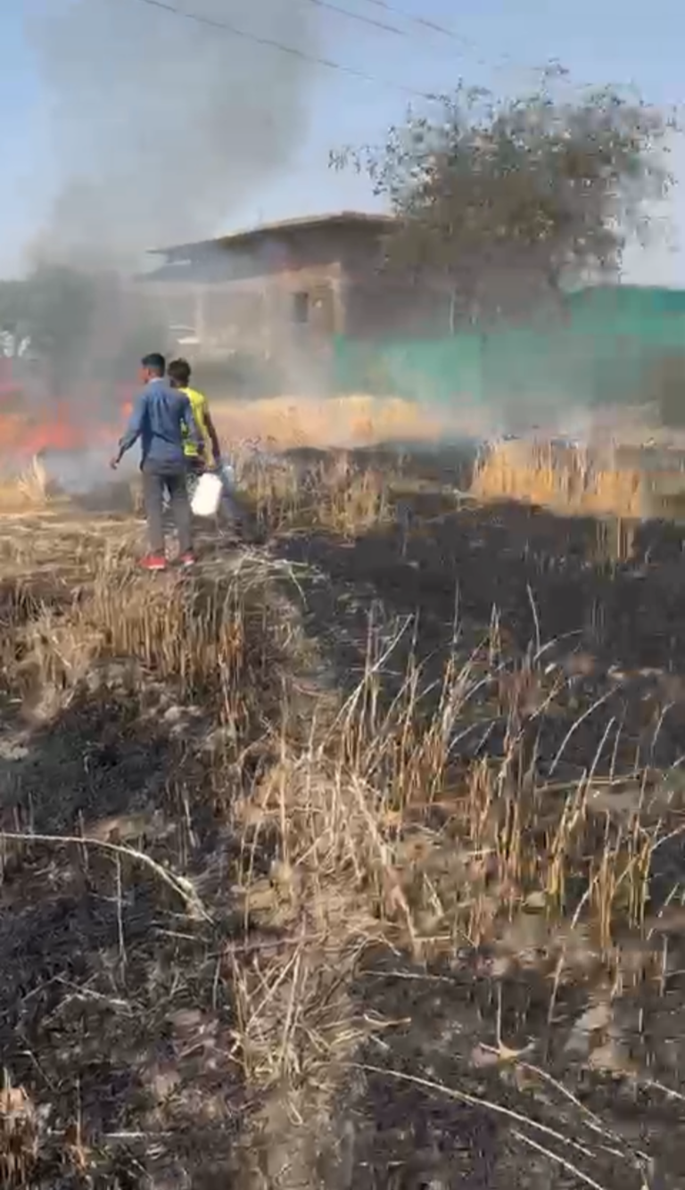 किसान के गेहूं के खेत में लगी आग, बुझाने खेत में कूद पड़े मंत्री परमार