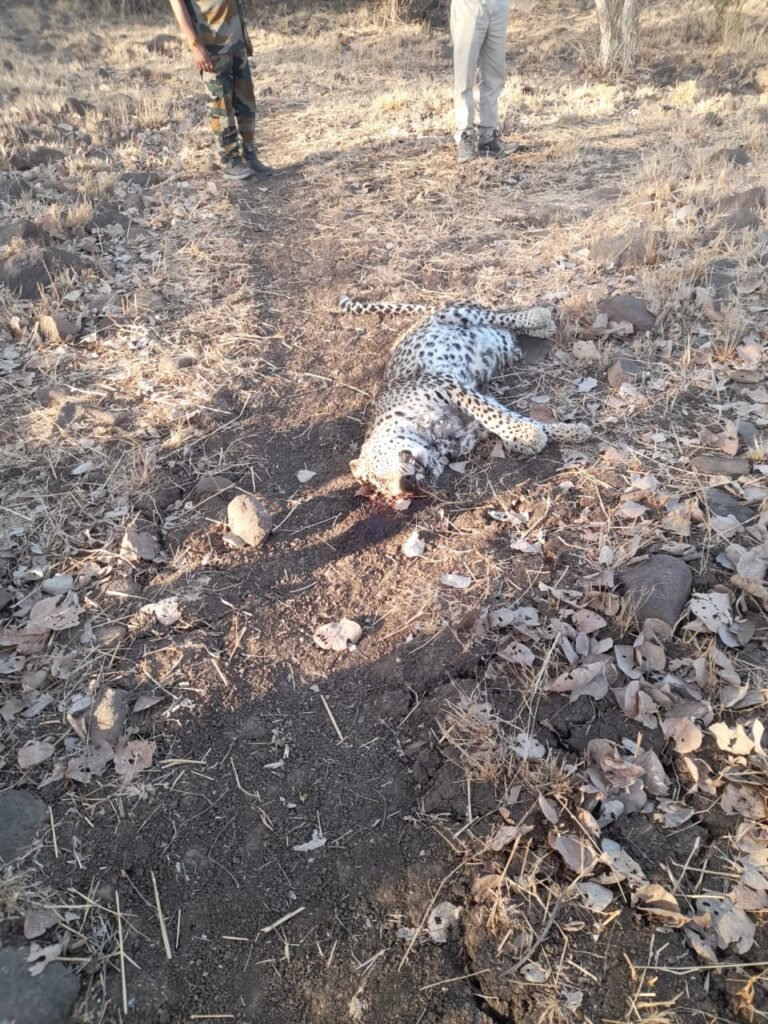 महिदपुर के बैजनाथ गांव में तेंदुए का मिला शव,शरीर पर दो जगह चोंट के निशान मिले