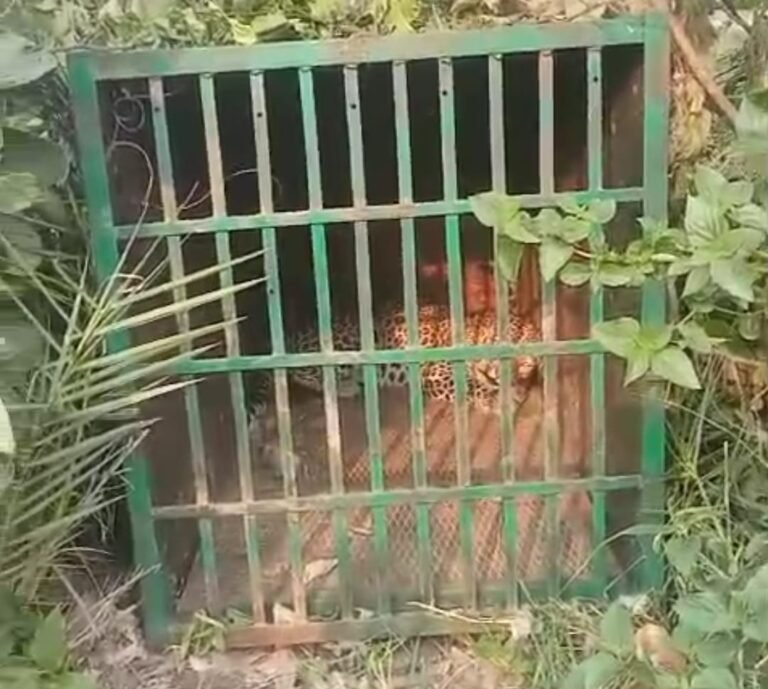 आधा दर्जन गांवों में मवेशियों को और गांव वालों को अपना शिकार बन चुके दो तेंदुओं को वन विभाग ने पकड़ा।