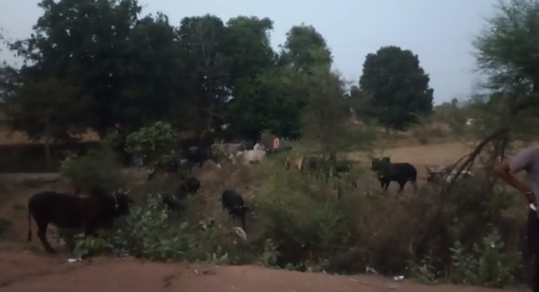 पुलिस टीम ने 2 पशु तस्करों को दबोचा, सैकड़ा भर बैल बछड़ों को छुड़ाकर गौशाला पहुंचाया