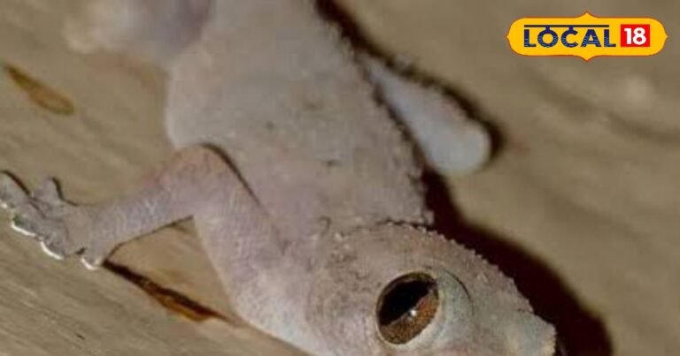 PHOTOS: छिपकलियां खुद घर छोड़कर भाग जाएंगी, बस अपना लें ये 5 रुपये का नुस्खा