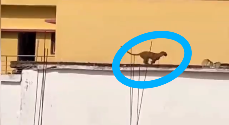 घर में घुसा तेंदुआ, धमतरी में मचा हड़कंप! बाथरूम में हुआ बंद, ग्रामीणों में दहशत