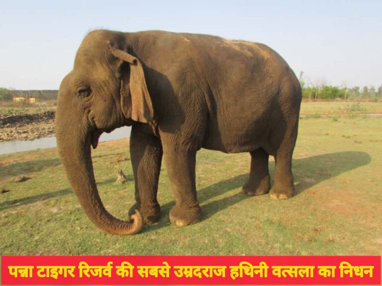पन्ना टाइगर रिजर्व की सबसे उम्रदराज हथिनी वत्सला का निधन