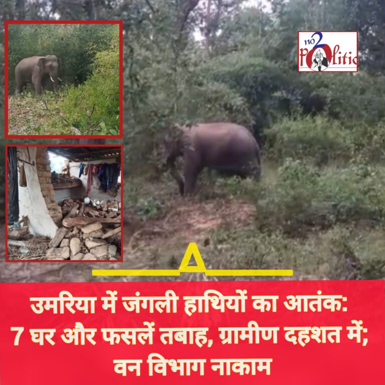 उमरिया में जंगली हाथियों का आतंक: 7 घर और फसलें तबाह, ग्रामीण दहशत में; वन विभाग नाकाम