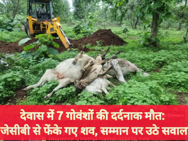 देवास में 7 गोवंशों की दर्दनाक मौत: जेसीबी से फेंके गए शव, सम्मान पर उठे सवाल