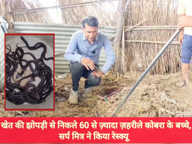 मंदसौर: खेत की झोपड़ी से निकले 60 से ज़्यादा ज़हरीले कोबरा के बच्चे, सर्प मित्र ने किया रेस्क्यू