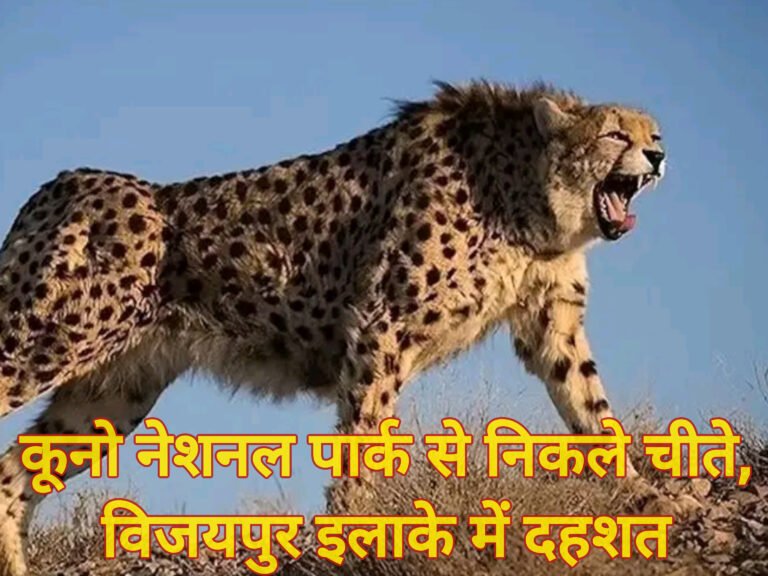 कूनो नेशनल पार्क से निकले चीते, विजयपुर इलाके में दहशत