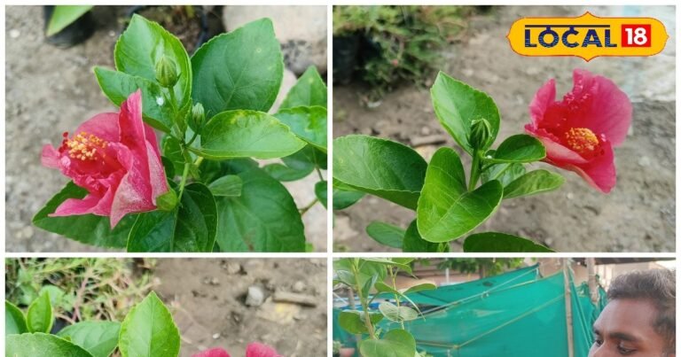 गुड़हल का पौधा देगा हर दिन फूल, बस अपनाएं ये आसान गार्डनिंग टिप्स, इनकी खुशबू से महक उठेगा घर-आंगन