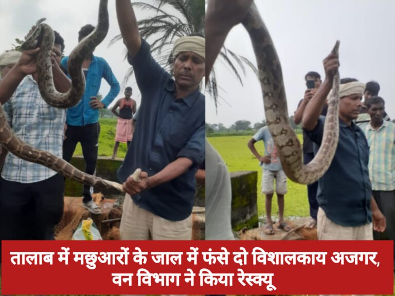 तालाब में मछुआरों के जाल में फंसे दो विशालकाय अजगर, वन विभाग ने किया रेस्क्यू