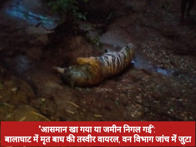 “आसमान खा गया या जमीन निगल गई”: बालाघाट में मृत बाघ की तस्वीर वायरल, वन विभाग जांच में जुटा