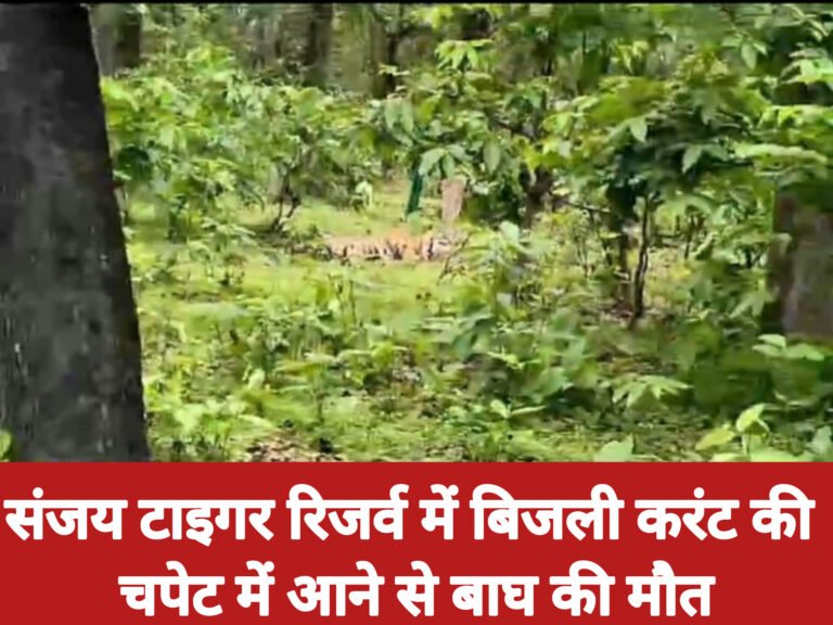 संजय टाइगर रिजर्व में बिजली करंट की चपेट में आने से बाघ की मौत