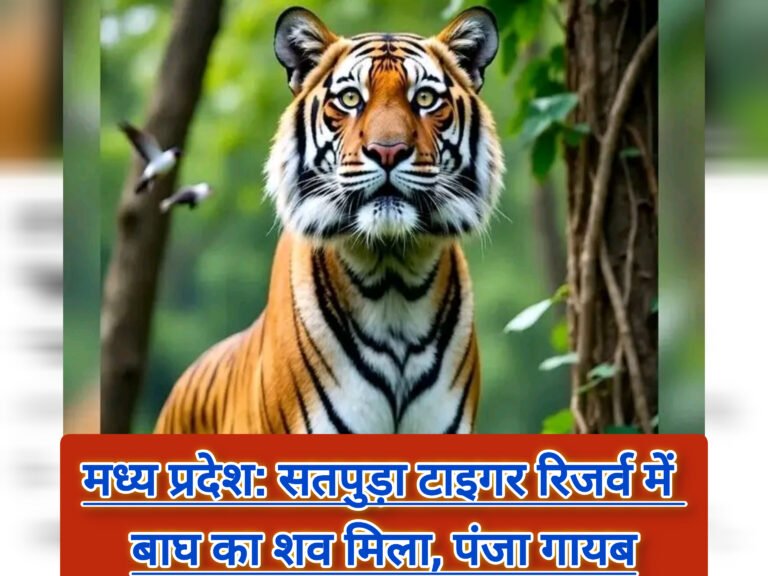मध्य प्रदेश: सतपुड़ा टाइगर रिजर्व में बाघ का शव मिला, पंजा गायब