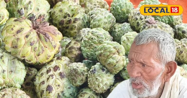 Seetaphal ke Fayde: हाइब्रिड के मुकाबले देसी सीताफल की भारी मांग, इसमें ऐसा क्या खास है?