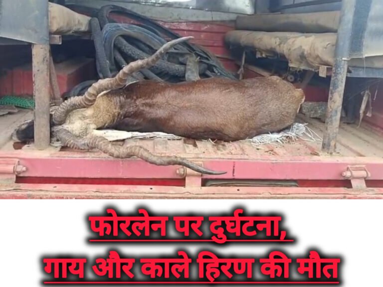 फोरलेन पर दुर्घटना, गाय और काले हिरण की मौत