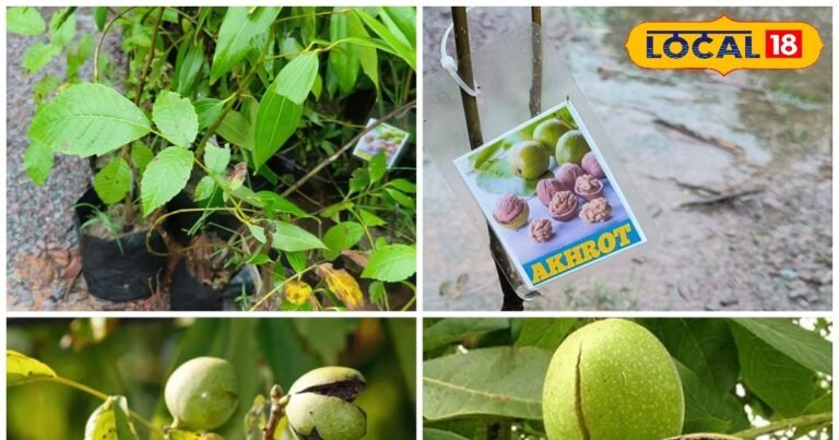 घर के गमले में उगेंगे अखरोट, लग जाएगा ढेर, जानें लगाने से लेकर देखभाल तक के तरीके – Chhattisgarh News