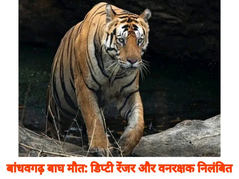 बांधवगढ़ बाघ मौत: डिप्टी रेंजर और वनरक्षक निलंबित