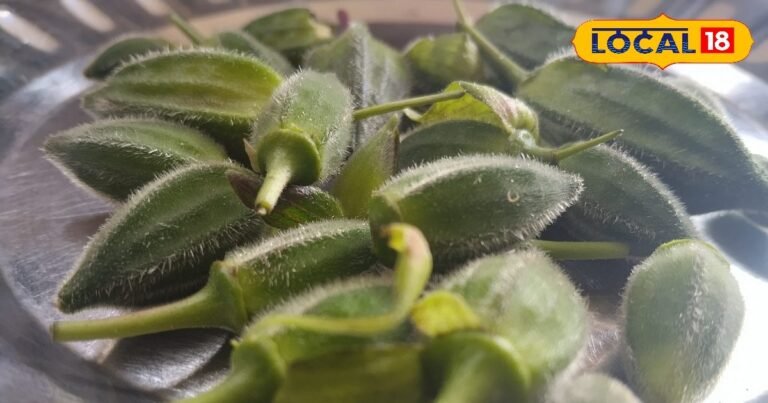 कुदरत का अनमोल तोहफा! जंगलों में खुद उगती ‘वन रमकेलिया’, स्वाद और सेहत का खजाना